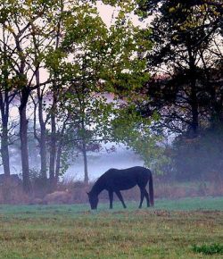 Kentucky Performance Products: Safe Spring & Fall Grazing