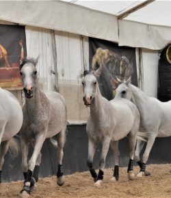 Ovation Riding 2017 Essay of the Year