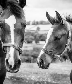 Standing Ovation by Ovation Riding: Morris Animal Foundation