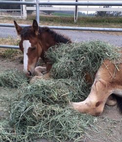 Photo Challenge: 14 Horses Wearing Their Dinner