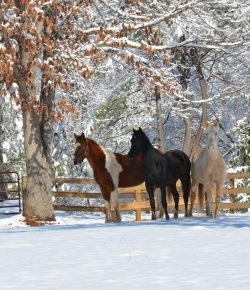 Standing Ovation by Ovation Riding: Edge Brewing Equestrian