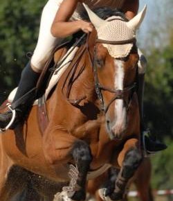 Kentucky Performance Products: High-Energy Advantages