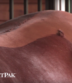 SmartPak Monday Morning Feed: How to Body Clip