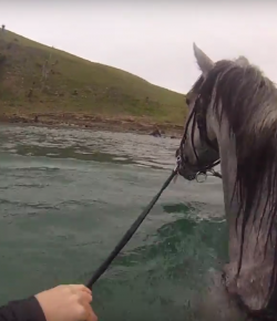 World Equestrian Brands HC: Wild Coast Swim