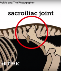 SmartPak Monday Morning Feed: Ask the Vet, November Edition