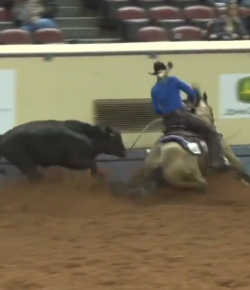 SpectraVET Performance: New Cow Horse Record