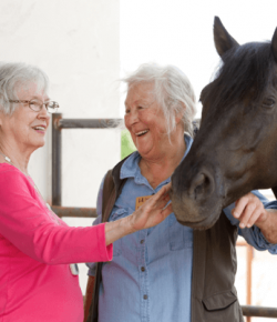 Standing Ovation by Ovation Riding