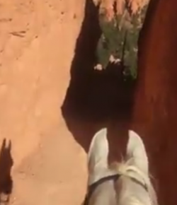 World Equestrian Brands: The Perfect Ride