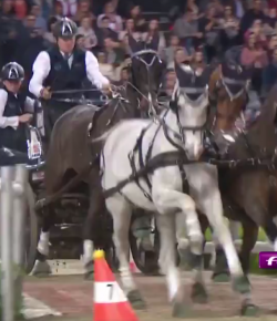 SpectraVET Performance of the Week