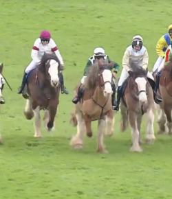 SpectraVET 2017 Performance of the Year