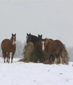 Kentucky Performance Products: Winter Weight