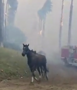 Standing Ovation by Ovation Riding: Help Horses Affected by Lilac Fire at San Luis Rey Downs