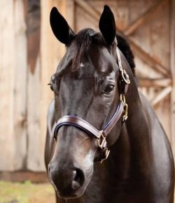 SmartPak Monday Morning Feed: DecSave20 Sale!