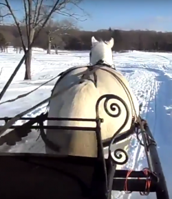 World Equestrian Brands: One Horse Open Sleigh