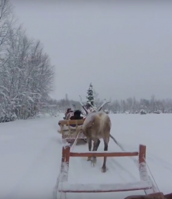World Equestrian Brands: Reindeer Driving