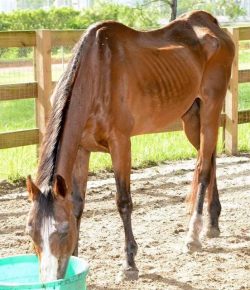 Standing Ovation by Ovation Riding