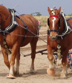 Standing Ovation by Ovation Riding