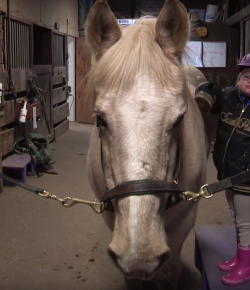 SmartPak Monday Morning Feed: Thunder’s Story