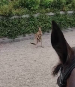 World Equestrian Brands Helmet Cam