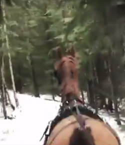 World Equestrian Brands Driver Cam