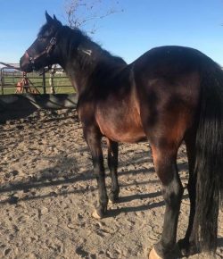 Standing Ovation by Ovation Riding: Mustangs MEND