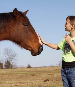 Standing Ovation by Ovation Riding: Renaissance Rescue Ranch