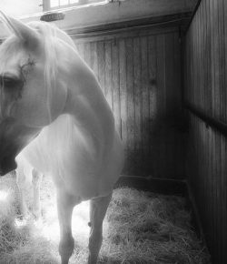 Kentucky Performance Products: Nutrition for Healing & Recovery