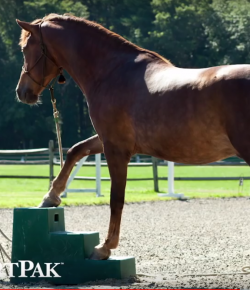 SmartPak Monday Morning Feed: Ask the Vet, Bonus January Episode
