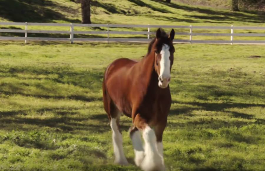 Turns Out, There Were Clydesdales After All… HORSE NATION