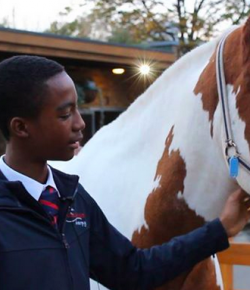 Standing Ovation by Ovation Riding: Ebony Horse Club