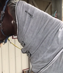 SmartPak Monday Morning Feed: Ask the Vet, February Edition