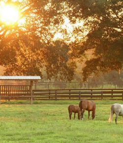Lighthoof: Designing a Horse Friendly Farm, Part 1