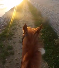 World Equestrian Helmet Cam: The Perfect Ride