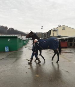 Standing Ovation by Ovation Riding