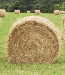 Kentucky Performance Products: Picking Hay for Sugar/Starch Sensitive Horses