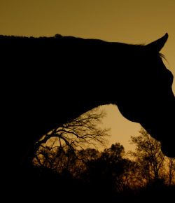 Standing Ovation by Ovation Riding: Animal Legal Defense Fund