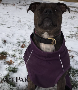 SmartPak Monday Morning Feed: Dog Gear Reviews