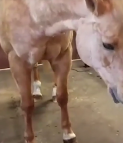 Lighthoof Tuesday Video: Paisley & Hank