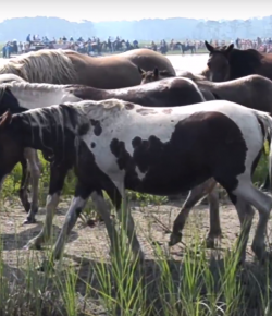 Draper Therapies Video: Chincoteague Swim