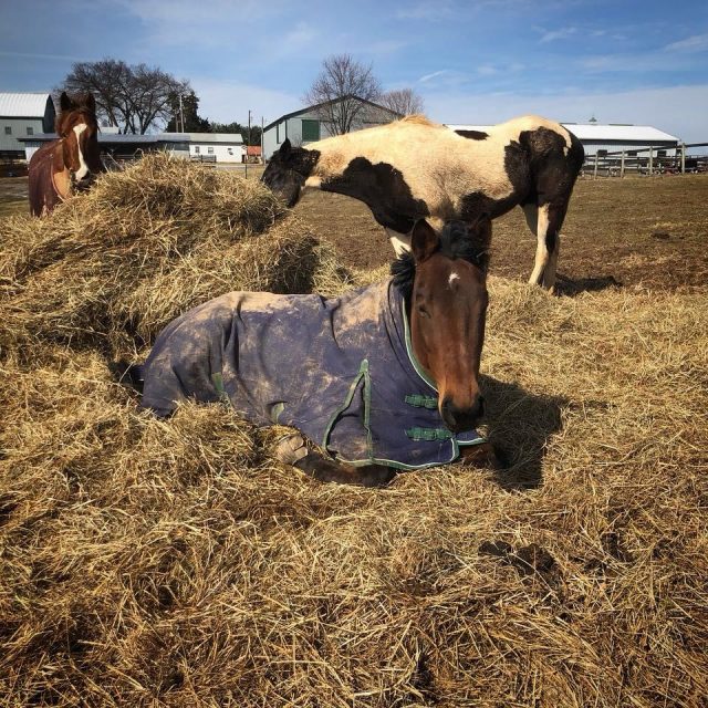 Photo Challenge 49 Horses Living Their Best Life By Napping HORSE NATION