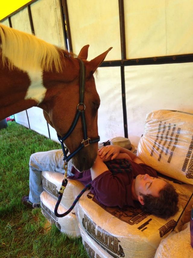 Photo Challenge 49 Horses Living Their Best Life By Napping HORSE NATION