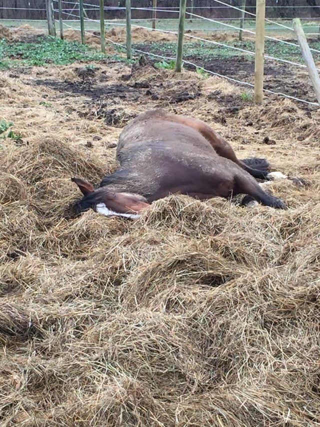 Photo Challenge 49 Horses Living Their Best Life By Napping HORSE NATION