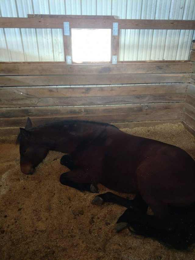 Photo Challenge 49 Horses Living Their Best Life By Napping HORSE NATION