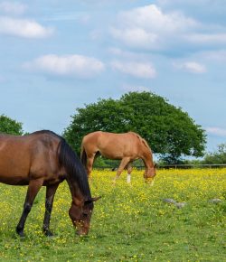 Lighthoof: Weed of the Week: Creeping Buttercup
