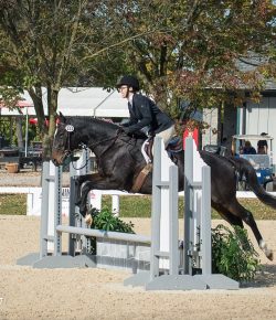 Standing Ovation by Ovation Riding: Second Chance Thoroughbreds