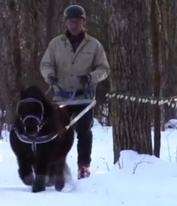KER Friday Video: Mini Skijoring