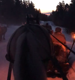 World Equestrian Brands Driver Cam: Norway Sledge