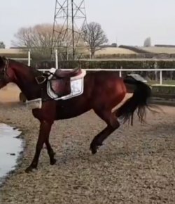 Ecovet Performance of the Week