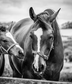 Standing Ovation by Ovation Riding: American Horse Council