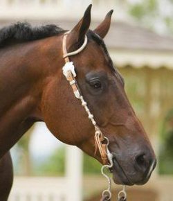 Kentucky Performance Products: Selenium: How Much Is In Your Horse’s Diet?